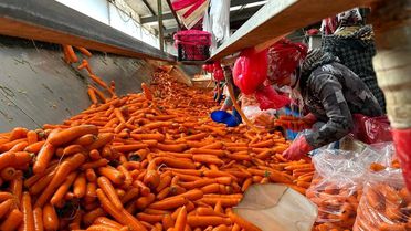 Beypazarı'nda Havuç Üretimi Zorlanıyor