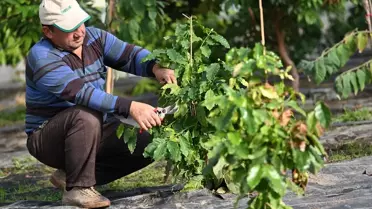 Antalya'da Kahve Yetiştiriciliği Başarıyla Yeniden Başladı