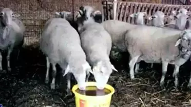 Kadın Çiftçiler İçin Koyun Yetiştiriciliği Eğitimi