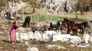 Göçerler Kışlaklarına Dönüyor