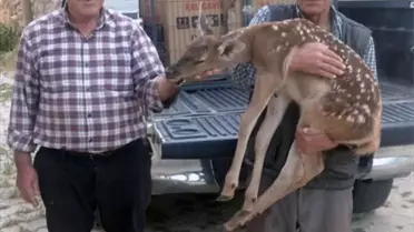Yaralı Kızıl Geyik Yavrusu Kurtarıldı