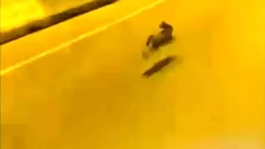 Bursa'da Sürücü Tavşanla Yarıştı