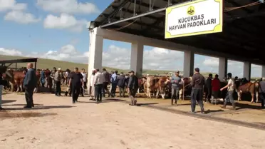 Bayburt'ta Hayvan Pazarına Şap Hastalığı Nedeniyle Karantina
