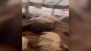 Siirt'te 150 Koyun Havasızlıktan Öldü