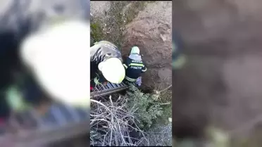 Nesli Tükenme Tehlikesindeki Oklu Kirpiler Kurtarıldı