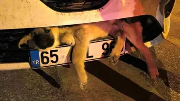 Köpek Otomobil Tamponuna Sıkıştı