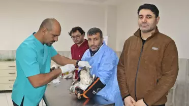 Diyarbakır'da 406 Yabani Hayvandan 304'ü Doğaya Salındı