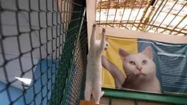 Van Kedisi Yavruları Artıyor