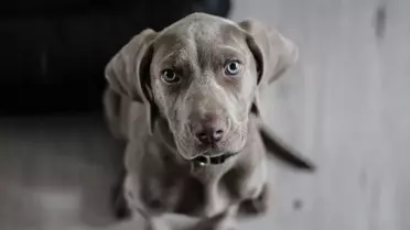 FDA, Salmonella Riski Nedeniyle Popüler Köpek Mamasını Geri Çağırdı