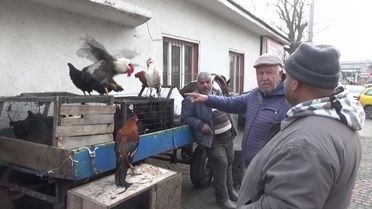 Edirne'de Hindi Fiyatları Artıyor