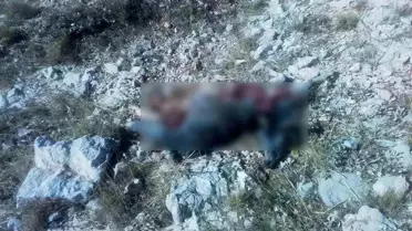 Kurtlar Küçükbaş Sürüye Saldırdı
