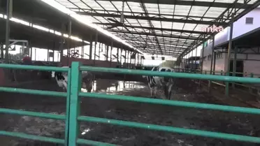 Süt Fiyatı 20 Lira Olmalı