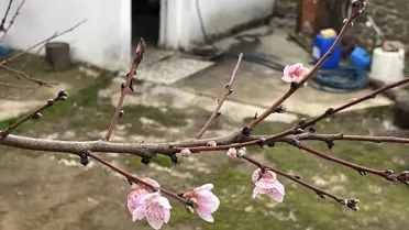 Çan'da Kışın Şeftali ve Erik Çiçek Açtı