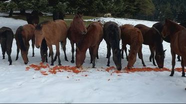 Doğasever Gökhan Bilen, Yılkı Atlarını Havuçla Besledi