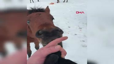 Bolu'da Doğasever Yılkı Atlarını Havucuyla Besledi