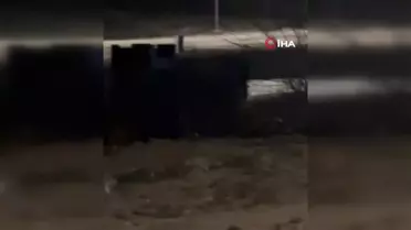 Edirne'de Aç Kalan Tilkiler Şehirde Görüntülendi
