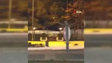 Elazığ'da Aç Kalan Tilki Şehre İndi
