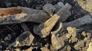 Kahramanmaraş'ta Tarla Görevi: Fil Kemikleri Bulundu