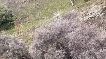 Ava Giden Adamın Cansız Bedeni Bulundu