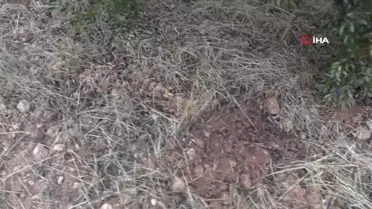 Münbiç'te Zeytin Bahçesine Mayın Döşendi