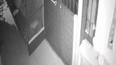 Sahipsiz Kedilere Mama, Diğer Hayvanlar da Paylaşıyor