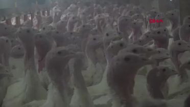 Bolu'da Yılbaşı İçin 150 Bin Hindi Hazırlandı