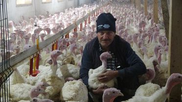 Bolu'da Yılbaşı İçin 150 Bin Hindi Hazırlandı