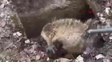Yaralı Kurt Erzincan'da Tedavi Altına Alındı
