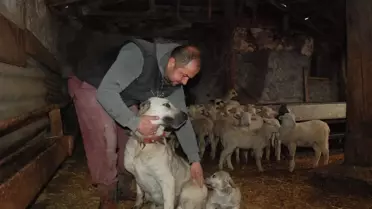 Çoban Köpeği 6 Kuzuyu Emziriyor