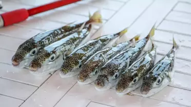 Antalya'da Balon Balığı Avcılığı Destekleniyor