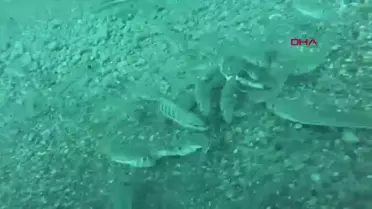 Antalya'da Balon Balığı Avcılığında Önemli Başarı