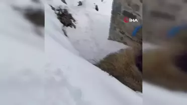Artvin'de Kış Mücadelesi: Hayvanlar İçin Ot Taşıma