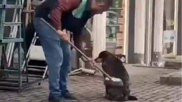 Bursa'da Vatandaş Sokak Köpeğini Temizledi