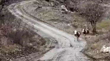 Besicinin İnekleriyle Dostluğu