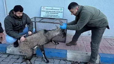 Yaralı Dağ Keçisi Tedavi Altında