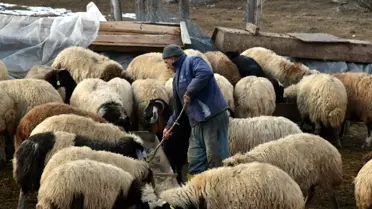 İstanbul'dan Köyüne Dönen Adamın Koyun Yetiştiriciliği Başarı Hikayesi