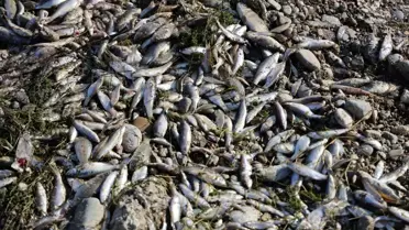 Adana'da Seyhan Nehri'nde Balık Ölümleri ve Su Bırakma Önlemi