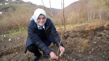 Dip Sürgünsüz Fındık Türleri Belirlendi