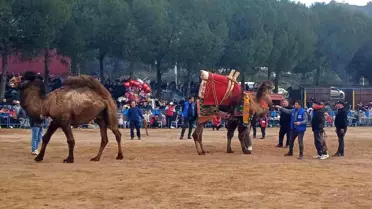 Köşk'te 14. Geleneksel Deve Güreşi Festivali Coşkuyla Gerçekleşti