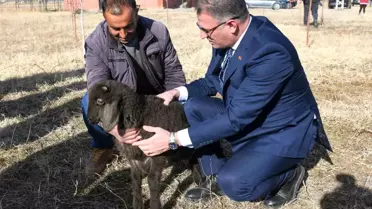 Van'da Koyunculuk Projesi İlerliyor