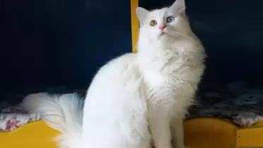 Van Kedi Villası, 2024'te 200 Bin Ziyaretçi Ağırladı