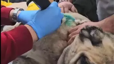 Kayseri'de Sokak Köpeği Tabancayla Vuruldu