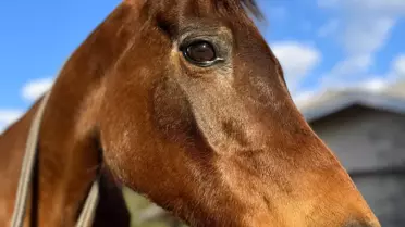 Dünyanın En Yaşlı Safkan Arap Atı Echoquette Hayatını Kaybetti