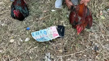 İskenderun'da Horoz Dövüşüne Ceza