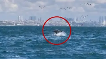 Marmara Denizi'nde ender rastlanan olay! Bilim insanları inceliyor