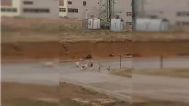 Ankara'da başıboş köpekler yoldan geçenlere saldırdı; o anlar kamerada
