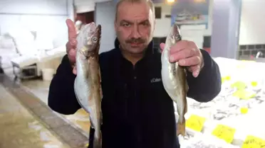 Perşembe'de Dev Mezgitler Avlandı