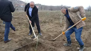 Dodurga'da Zeytin Fidanı Dikimi