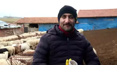 Dededen Toruna Canlı Hayvan Ticareti
