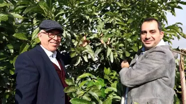 Kozan'da Avokado Üretimi Patladı